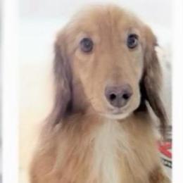 Nick - Dachshund