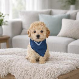 Glacier - Apricot male Maltipoo puppy in St. George, Utah from Winchester Hills Poodles and Doodles