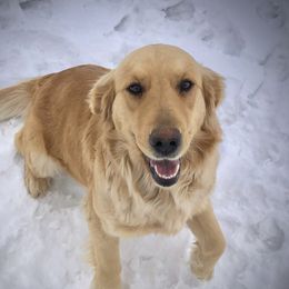 Stella - Golden Retriever