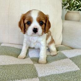 Indy - Blenheim female Cavalier King Charles Spaniel puppy in Buckeye, Arizona from Parks Cavaliers