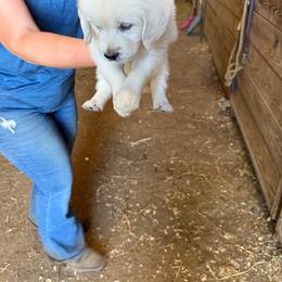 Cutie - Light golden female Golden Retriever puppy in Wilmington, Ohio from Horner Newfoundlands and Golden Retrievers