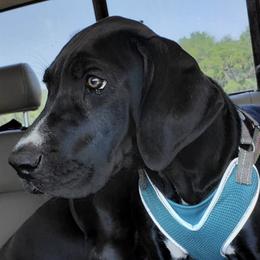 Great Danes from Danes of Distinction