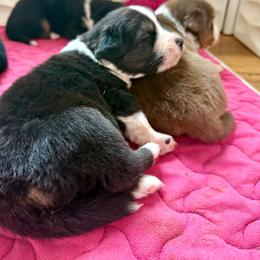 Cider - Black tri female Miniature Australian Shepherd puppy in Gatesville, Texas from Southern Promise Aussie’s