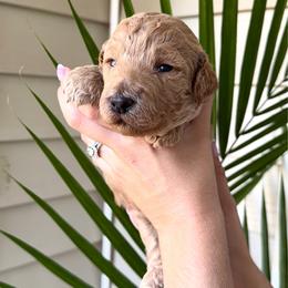 Maple - Apricot female Goldendoodle puppy in Easley, South Carolina from Our Darling Doodles