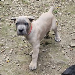 Draco - Gray and fawn male Cane Corso puppy in Roachdale, Indiana from Cast Iron Kennels