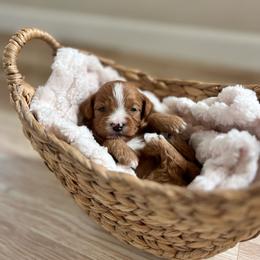 Pumpkin - Red  male Goldendoodle puppy in San Jose, California from Doodle Amore