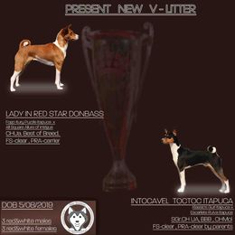 Boy 1 - Red and white Basenji puppy in Chatsworth, California from Royal Basenji