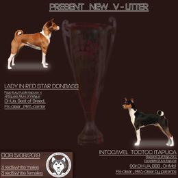 Boy 1 - Red and white Basenji puppy in Chatsworth, California from Royal Basenji