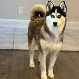 Yukon - Black and white male Pomsky puppy in Lewiston, Minnesota from Family Pomsky