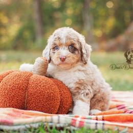 Aussiedoodle Puppies from Dani's Dandy Doodles