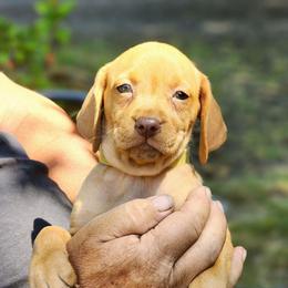 Female  Yellow Collar - Golden rust female Vizsla puppy in Blachly, Oregon from Sizzling Hot Vizsla's