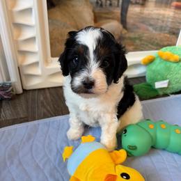 Fern - Tri-color male Cavapoo puppy in Selma, Texas from Sage Mini Doodles