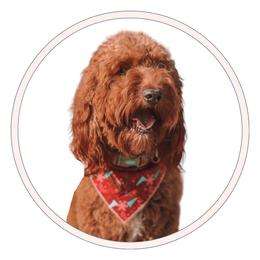 Ivy - Goldendoodle