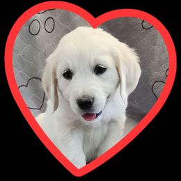 Red boy - Light golden Golden Retriever puppy in Albuquerque, New Mexico from Teeter's Desert  Goddess Goldens