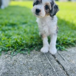 Aussiedoodle Puppies from Casee Wisniewski