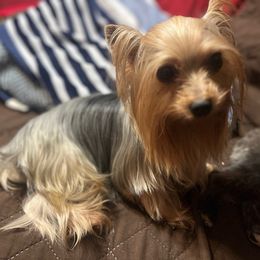 Zeus - Yorkshire Terrier