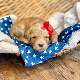 Girl 3 - Red  female Goldendoodle puppy in Hesperia, Michigan from Red Acres Poodles & Doodles