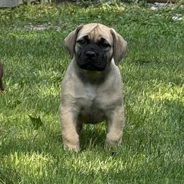 Purple Collar - Fawn female Boerboel puppy in Manitowoc, Wisconsin from Mae Boerboel