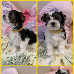 Yellow - Black tan and white male Biewer Terrier puppy in Temecula, California from Biewer Puppies USA