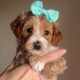 Cona - Red  female Goldendoodle puppy in Decatur, Texas from Scherrer Sweet Goldendoodles