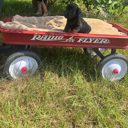 Pumpkin - Black female Goldendoodle puppy in Milan, Georgia from Cherokee Rose kennels