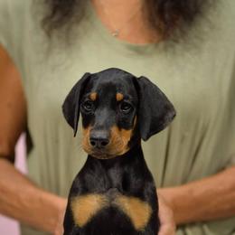 Pink collar - Black and rust female Doberman Pinscher puppy in Santa Clarita, California from Riviera Dobermans