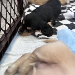 Dachshund Puppies from Diddle Bros Dachshunds