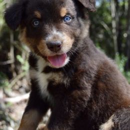 Australian Shepherd Puppies from A&K’s Aussies