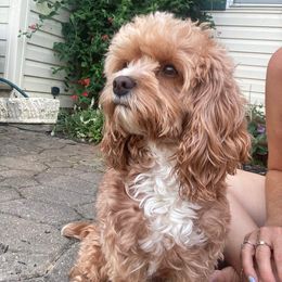 Rosie - Cavapoo