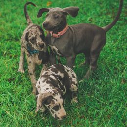 Great Danes from S&D's Gentle Giants