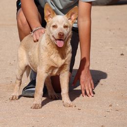Tumbleweed - Red speckled male Australian Cattle Dog puppy in Tucson, Arizona from Socattleranch’s Corgi’s