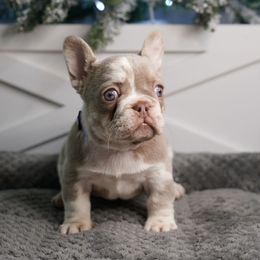 Peppermint - Tricolors female French Bulldog puppy in Fisher Island, Florida from Stack Pack Frenchies