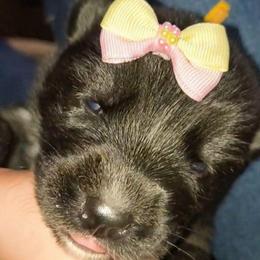 NessaRose - Sable and white female Siberian Husky puppy in Richland, Mississippi from Feazell’s Siberian Huskies