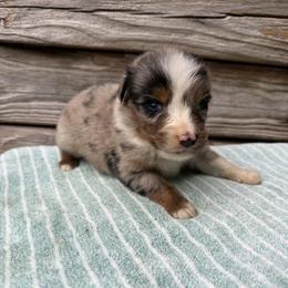 Blue merle female 1 - Blue merle female Australian Shepherd puppy in Sunbright, Tennessee from Laudrick Aussies
