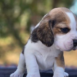 Girl 2 - Black tan and white female Beagle puppy in Napavine, Washington from StormyDaze Labradors & Beagles