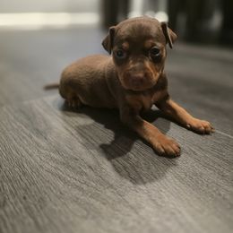 Chocolate And Tan Girl 2 - Chocolate and tan female Miniature Pinscher puppy in Blossvale, New York from CNY Miniature Pinschers