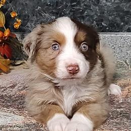 Miniature American Shepherds and Miniature Australian Shepherds from Buck-Run Puppies