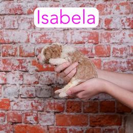 Isabela - Red female Assorted Doodle Crosses puppy in Calhoun, Georgia from Happy Top Doodles