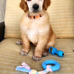 Boy 1 - Apricot Poodle puppy in Wildwood, Florida from Carolyn's Service Poodles