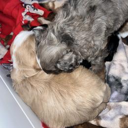 Aussiedoodle, Australian Mountain Doodle, Bernedoodle, Cavapoo, and Goldendoodle Puppies from CocoLove Doodles