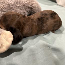 Brown dapple girl - Dapple female Dachshund puppy in Proctor, Montana from Blue Star Dachshunds