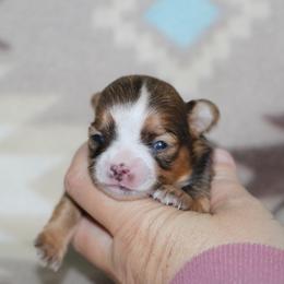 Star 3800 - Red and white female Chihuahua puppy in Cache, Oklahoma from Charming Lil Chihuahuas
