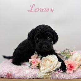 Lennox - Black female Goldendoodle puppy in Rising Sun, Indiana from Ruby Lane Doodles