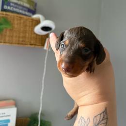 Snickers - Chocolate male Dachshund puppy in Atchison, Kansas from Birkin’ Paws
