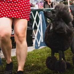 Poodles from Jackalope Poodles