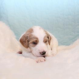 Luffy - Parti male Goldendoodle puppy in Cherry Creek, New York from Doodles Pups of NY