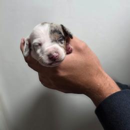 Chunk - Piebald male Dachshund puppy in Tucson, Arizona from D-S Ranch Corgis