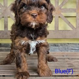 Blue - Brown and tan female Cockapoo puppy in Perry, Arkansas from Parker's Cockapoos