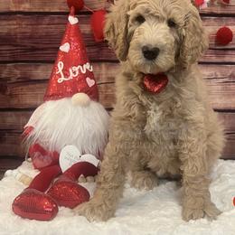 Bernedoodle and Goldendoodle Puppies from Adirondack Poodles Goldendoodles,Bernedoodles & Schnoodles
