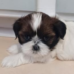 Shih Tzus from Home Brew Shih Tzu